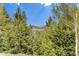 Tranquil backyard is surrounded by tall trees at 9185 Jill Dr, Conifer, CO 80433