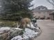 Mule deer with antlers feeding on vegetation in the front yard near the house at 1 Red Fox Ln, Littleton, CO 80127