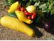 Assortment of fresh vegetables from the garden at 660 S Alton Way # 10D, Denver, CO 80247
