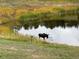 A moose standing in the serene pond on the property surrounded by tall grass at 7082 Silverhorn Dr, Evergreen, CO 80439