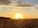 Stunning golden sunset over a field of tall grass with a silhouette of a person at 6013 Eldora St, Golden, CO 80403