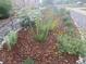 Beautifully landscaped front yard showcasing a variety of plants and mulch at 23579 E Swallow Cir, Aurora, CO 80016