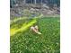 Golden doodle laying in the lush yard at 80 Castlewood Ct, Evergreen, CO 80439