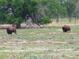 Bison grazing peacefully in a meadow surrounded by lush greenery and trees, showcasing the local wildlife at 6366 N Emporia St, Denver, CO 80238