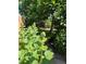 Lush backyard garden path with hollyhock flowers leading to a tranquil outdoor space with mature trees at 8705 W 86Th Dr, Arvada, CO 80005