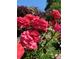Beautiful roses in the garden create a colorful and inviting outdoor space at 8705 W 86Th Dr, Arvada, CO 80005