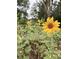 This backyard features vibrant sunflowers thriving in the garden at 2200 Teller St, Lakewood, CO 80214