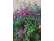 A lush, thriving rose bush, covered in vibrant pink flowers, graces the landscape at 2200 Teller St, Lakewood, CO 80214