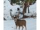 Buck with large antlers standing in a snowy area with trees at 8624 S Doubleheader Ranch Rd, Morrison, CO 80465