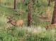 Deer graze in a grassy area surrounded by trees and vegetation at 8624 S Doubleheader Ranch Rd, Morrison, CO 80465