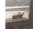 A fox lounges on a rug in the doorway, looking into the home from the deck at 8624 S Doubleheader Ranch Rd, Morrison, CO 80465