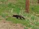 A fox is seen in the yard in a wooded area at 8624 S Doubleheader Ranch Rd, Morrison, CO 80465