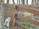 Backyard scene of a dog interacting with a deer through a wooden fence at 878 Tree Bark Ter, Colorado Springs, CO 80132