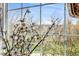 Close-up of the view from the window showcasing foliage outside at 2757 E Geddes Ave, Centennial, CO 80122