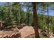 Landscaped yard featuring terraced retaining walls surrounded by towering pine trees and native vegetation at 5699 Northwood Dr, Evergreen, CO 80439