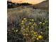 Natural landscaping featuring wild flowers in a lush field at sunset at 156 S Lookout Mountain Rd, Golden, CO 80401