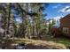 Lush backyard with towering trees, offering a private and natural setting for outdoor activities at 302 Texas Dr, Idaho Springs, CO 80452