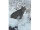 A bobcat sits in the snow at 2120 Gross Dam Rd, Golden, CO 80403