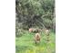 Deer grazing in yard of property surrounded by flowers, foliage, and trees at 2120 Gross Dam Rd, Golden, CO 80403