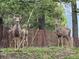 Backyard view with three deer near fence and green forest in the background at 13910 Blue Jay Ln, Larkspur, CO 80118