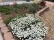 Beautiful front yard landscaping, flower beds, and rock accents at 7466 E Long Cir, Centennial, CO 80112