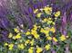 A close-up of colorful purple and yellow garden flowers at 7466 E Long Cir, Centennial, CO 80112