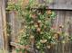 Climbing honeysuckle adorns a wooden fence with metal mesh at 7466 E Long Cir, Centennial, CO 80112