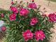 A close-up of bright pink peonies with lush green leaves at 7466 E Long Cir, Centennial, CO 80112