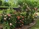 Picturesque rose garden featuring vibrant blooms and lush greenery at 14475 Crabapple Rd, Golden, CO 80401