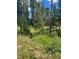 Discover this tranquil wooded property boasting wildflowers and mature trees at 8699 Blue Creek Rd, Evergreen, CO 80439