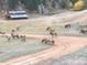 Tranquil landscape with a barn, grazing elk, and a winding dirt road at 60 N County Highway 67, Sedalia, CO 80135