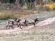 Elk herd crossing a dirt road through the property at 60 N County Highway 67, Sedalia, CO 80135