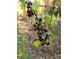Close-up of a berry bush branch laden with ripe blackcurrants, set against a lush green backdrop at 15292 E Hialeah Pl, Aurora, CO 80015
