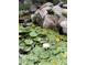 Pond with water lilies and lush greenery at 11143 W Ohio Pl, Lakewood, CO 80226