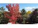 View of backyard with colorful fall foliage and trees at 958 Bramblewood Dr, Castle Pines, CO 80108