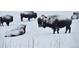Snowy open space with large bison covered in snow in a natural habitat of a real estate listing at 26116 Chief Hosa Rd, Golden, CO 80401
