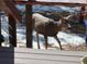 Mule deer visits the property, as seen from the back deck with winter snow visible in the background at 3817 Ponderosa Dr, Evergreen, CO 80439