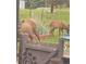 A doe and fawn visit the property, as seen beyond the fence, with lush grass in the background at 3817 Ponderosa Dr, Evergreen, CO 80439