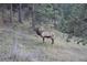 Elk standing on a grassy hillside with natural trees and vegetation in the background at 23495 Bluestem Dr, Golden, CO 80401