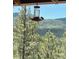 A bird is perched at a bird feeder with a mountain backdrop at 34 Normandy Rd, Evergreen, CO 80439