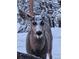 Close-up of a deer in a snowy forest, capturing a serene winter moment at 34 Normandy Rd, Evergreen, CO 80439