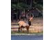 A majestic elk stands near a fence, showcasing the property's wildlife at 34 Normandy Rd, Evergreen, CO 80439