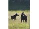 Two moose in a field illustrate the property's natural surroundings at 34 Normandy Rd, Evergreen, CO 80439