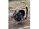 A proud turkey stands in a natural setting, displaying its colorful plumage at 34 Normandy Rd, Evergreen, CO 80439