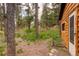 Spacious yard with mature trees and natural landscaping next to a cabin at 184 Signal Rock Rd, Golden, CO 80403