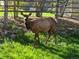Wild elk grazing peacefully in the lush backyard beneath the shade trees at 31402 N Bermuda Dunes Dr, Evergreen, CO 80439