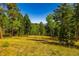 Expansive, tree-filled view showcasing the property's natural beauty and seclusion, offering a peaceful retreat at 13007 Kuehster Rd, Littleton, CO 80127