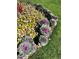 Landscaped border with flowers and cabbage at 605 S Alton Way # 9C, Denver, CO 80247