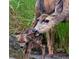 Doe and baby deer in the grassy forest at 30717 Conifer Mountain Dr, Conifer, CO 80433