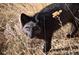 Portrait of a beautiful black fox standing in some brush at 30717 Conifer Mountain Dr, Conifer, CO 80433